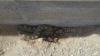 Gopher Snake