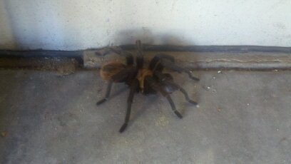 Garage Tarantula