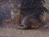 Bobcat outside my office window.