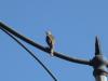 Young Cooper's Hawk