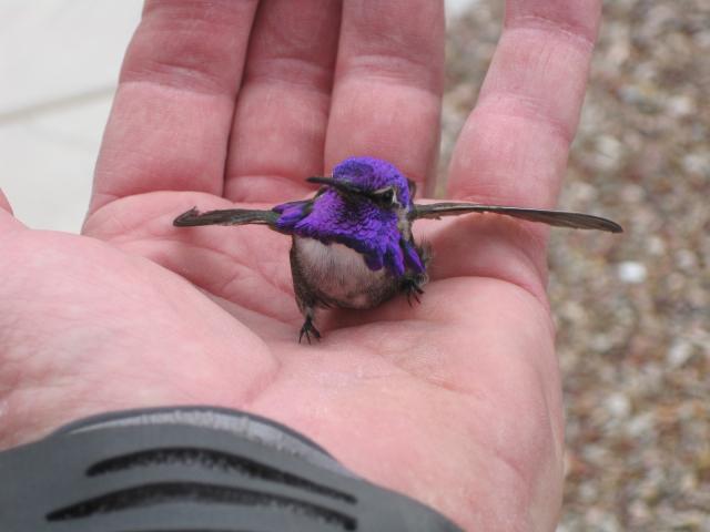 Exhausted Hummingbird